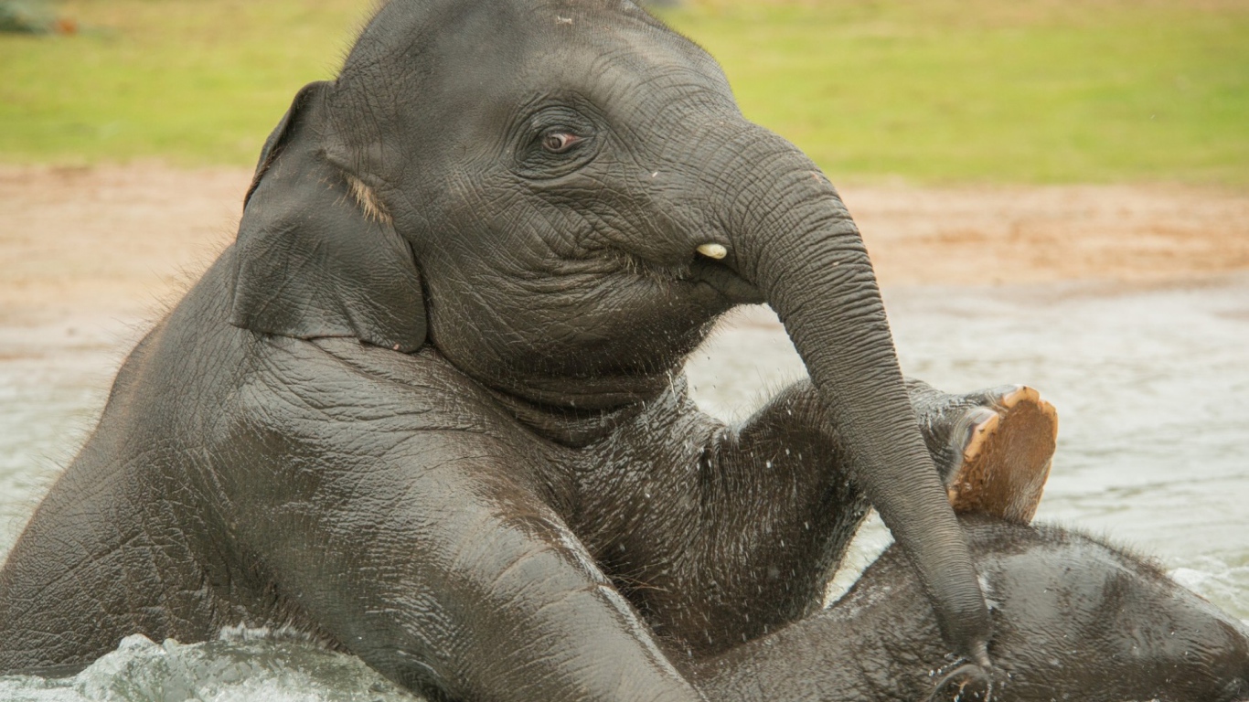 Слон купается в воде
