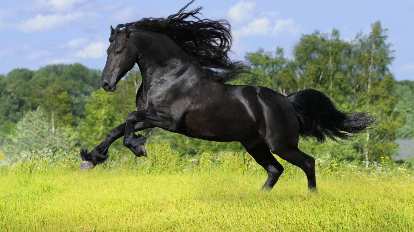 Черный конь скачет по полю