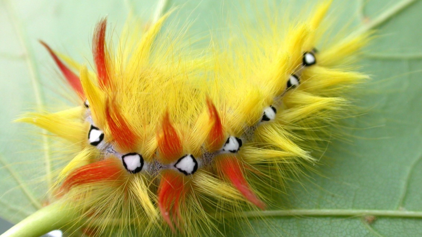 Мохнатая гусеница