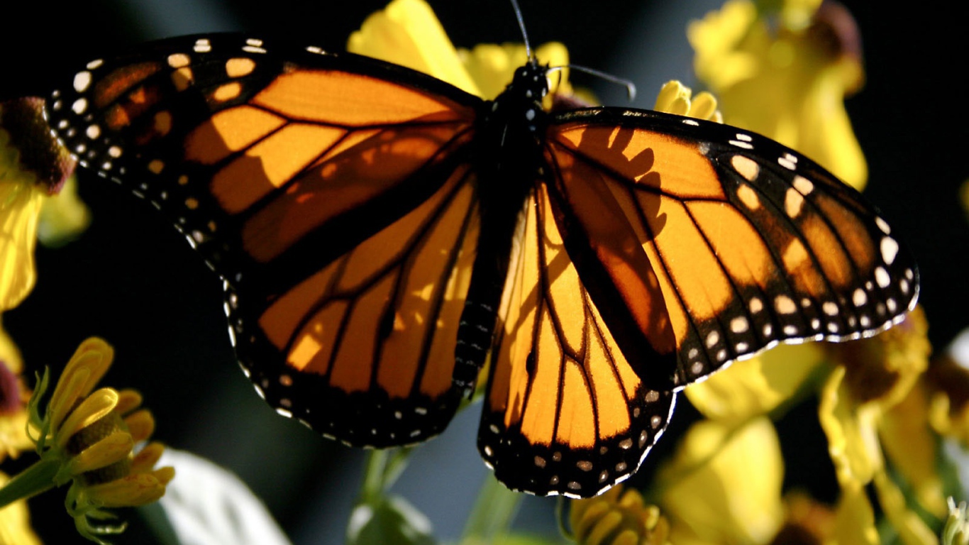 Бабочка Монарх