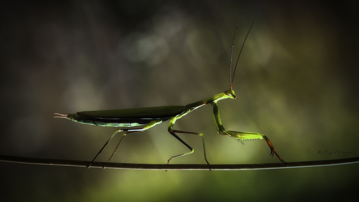 Богомол на ветке