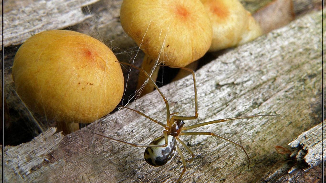 Паук и грибы