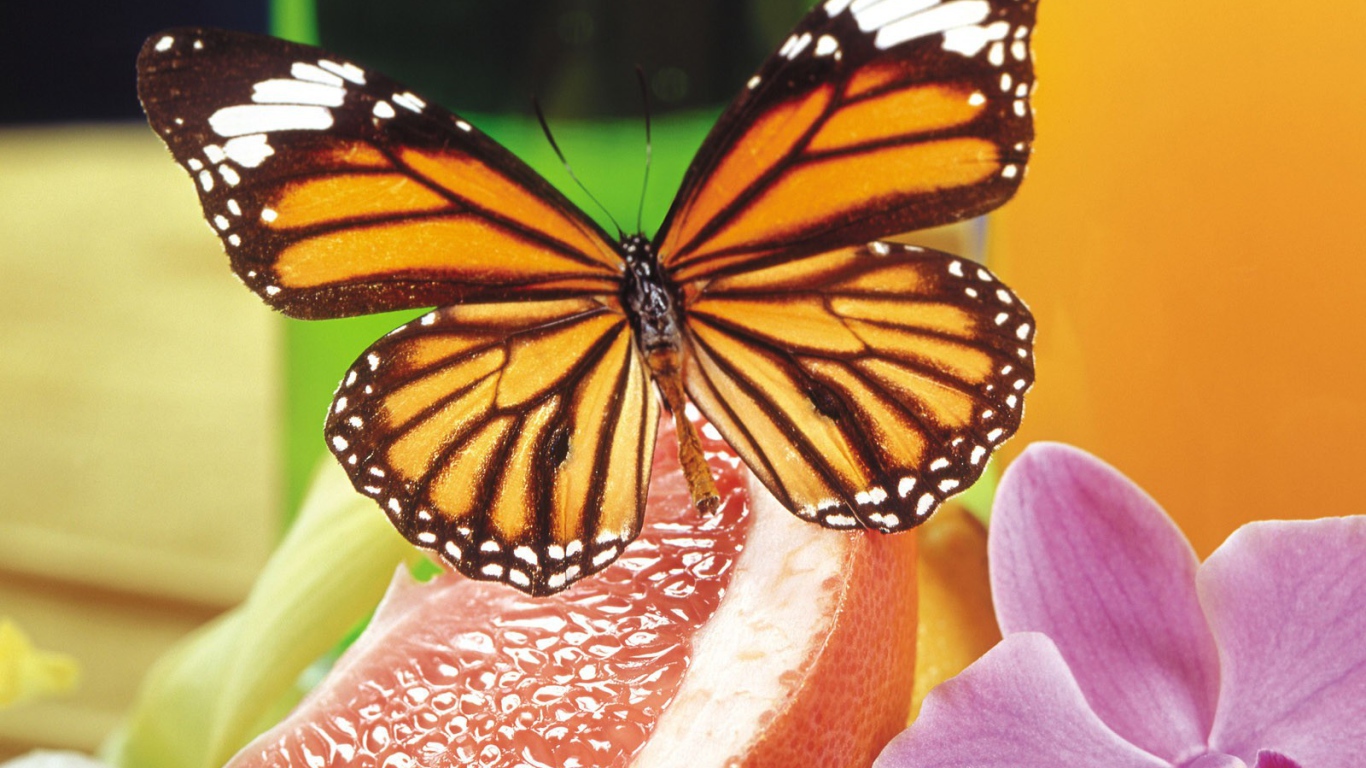 Бабочка и орхидея