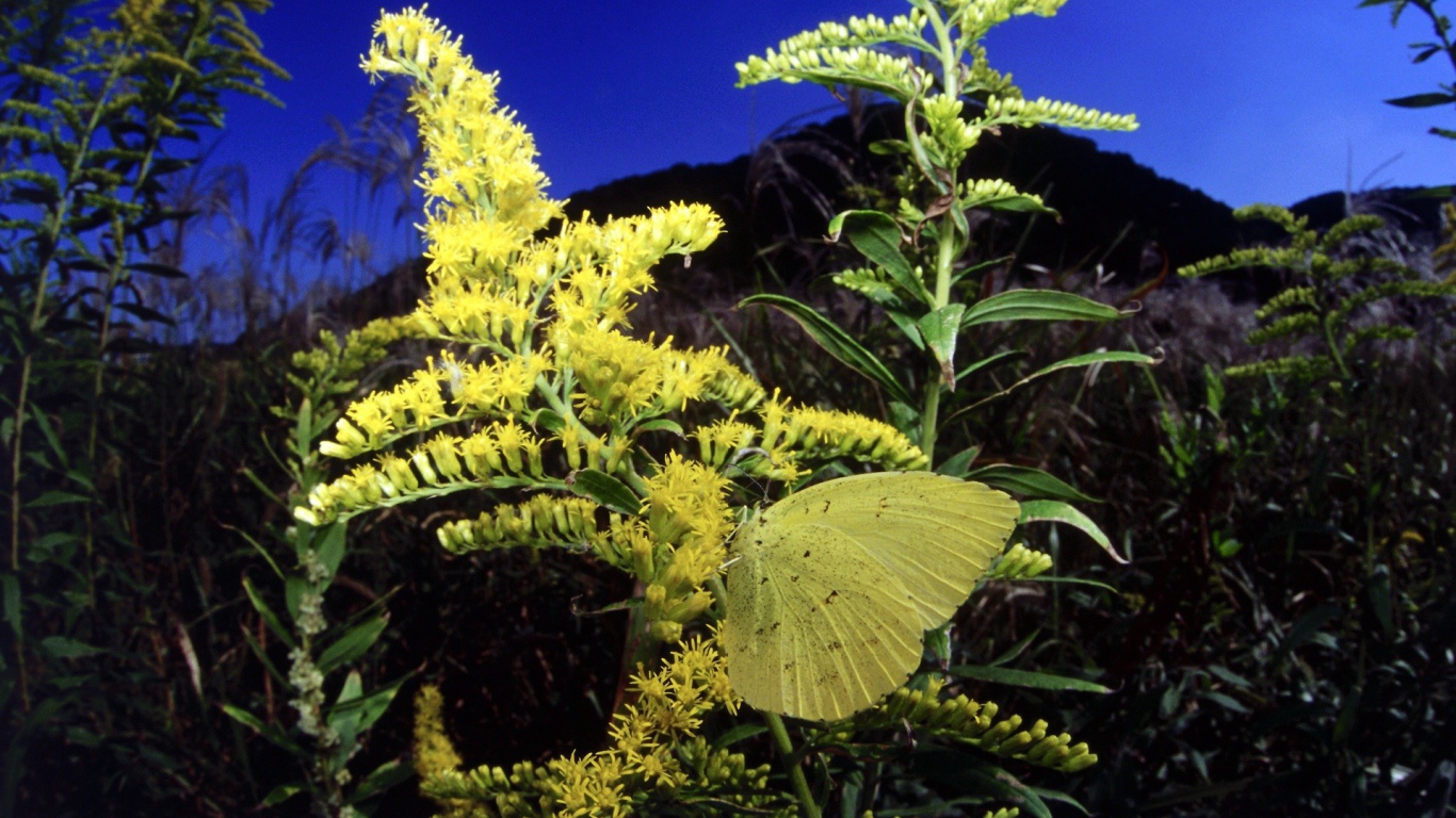 Бабочка на желтом цветке
