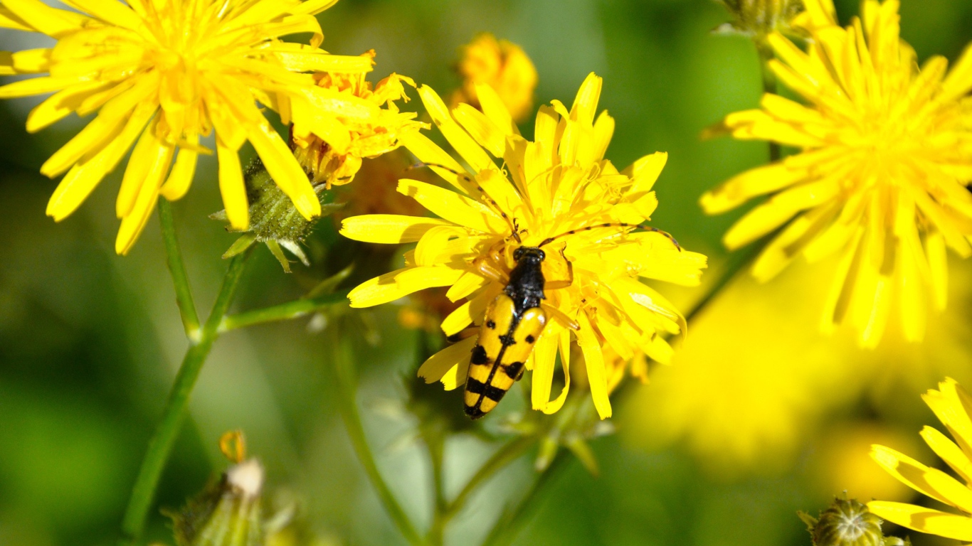 Жук на желтом цветке