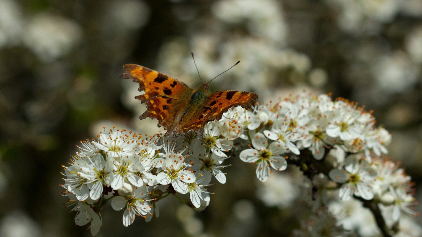 Бабочка на цветущем дереве
