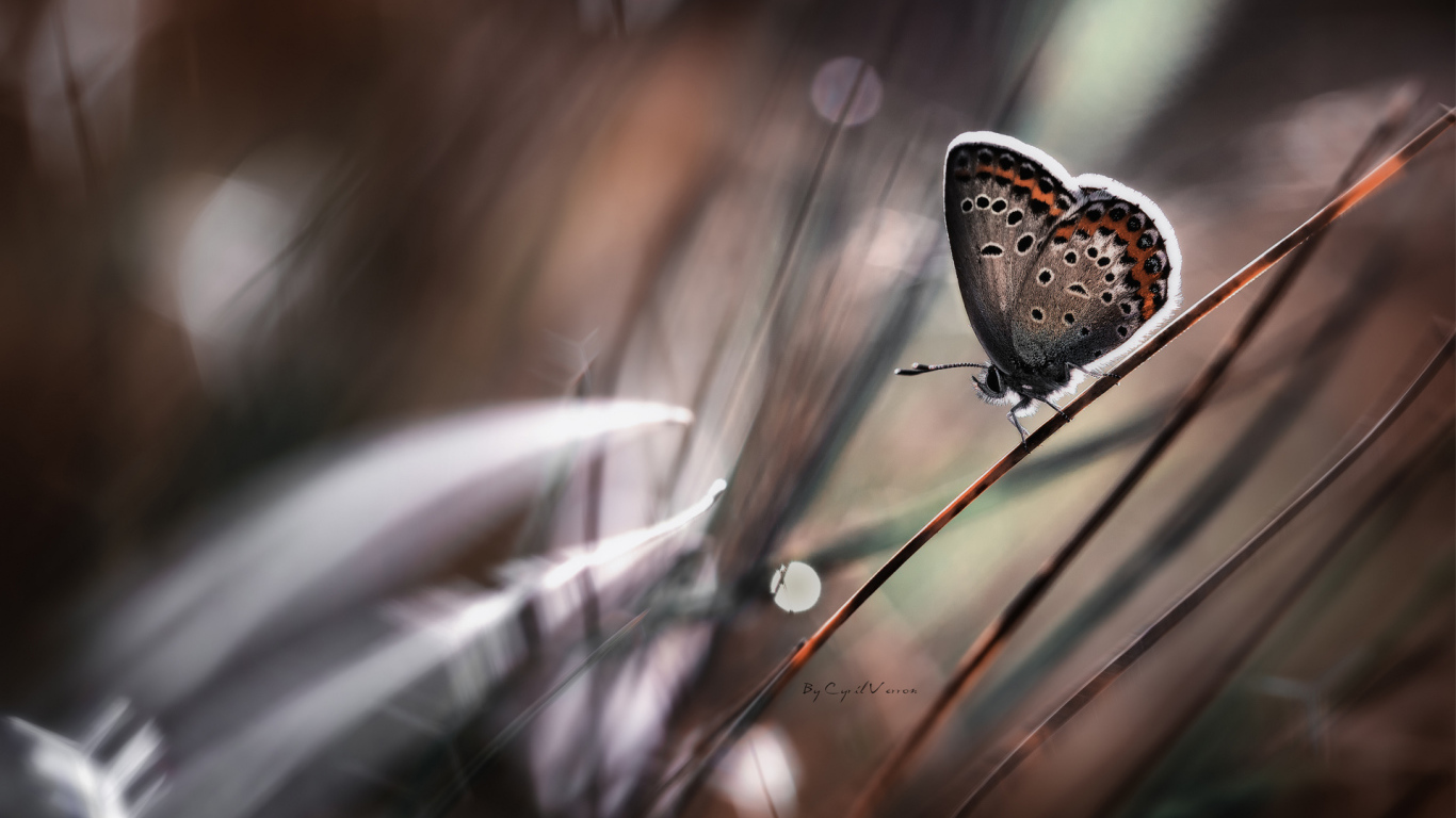 Бабочка на стебле