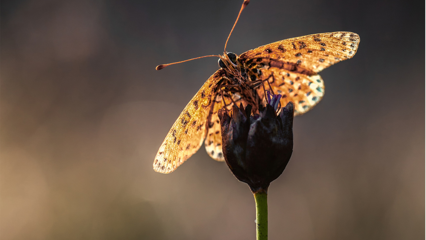 Бабочка на стебле цветка