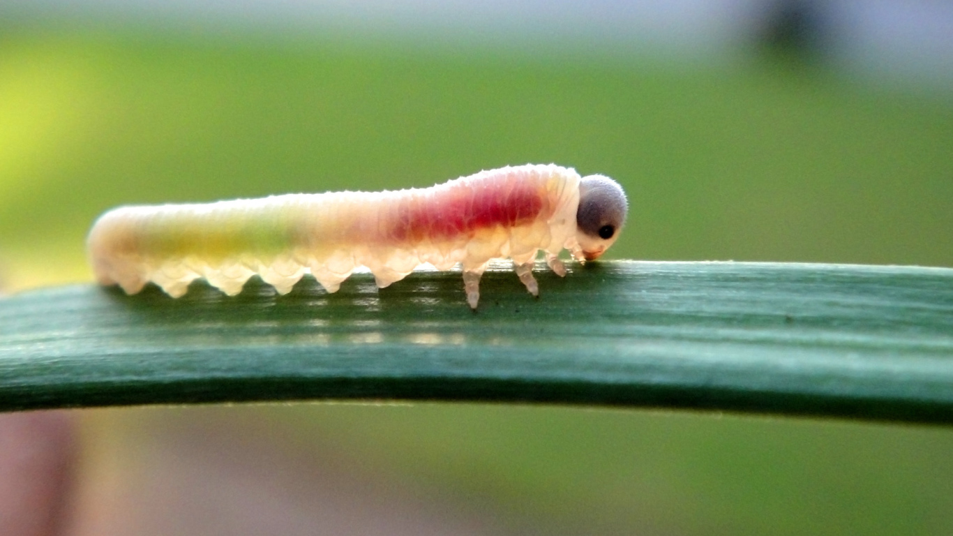 Гусеница на листке