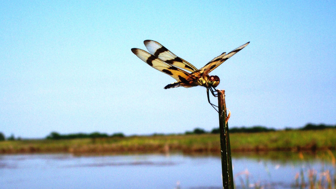 Стрекоза на палке