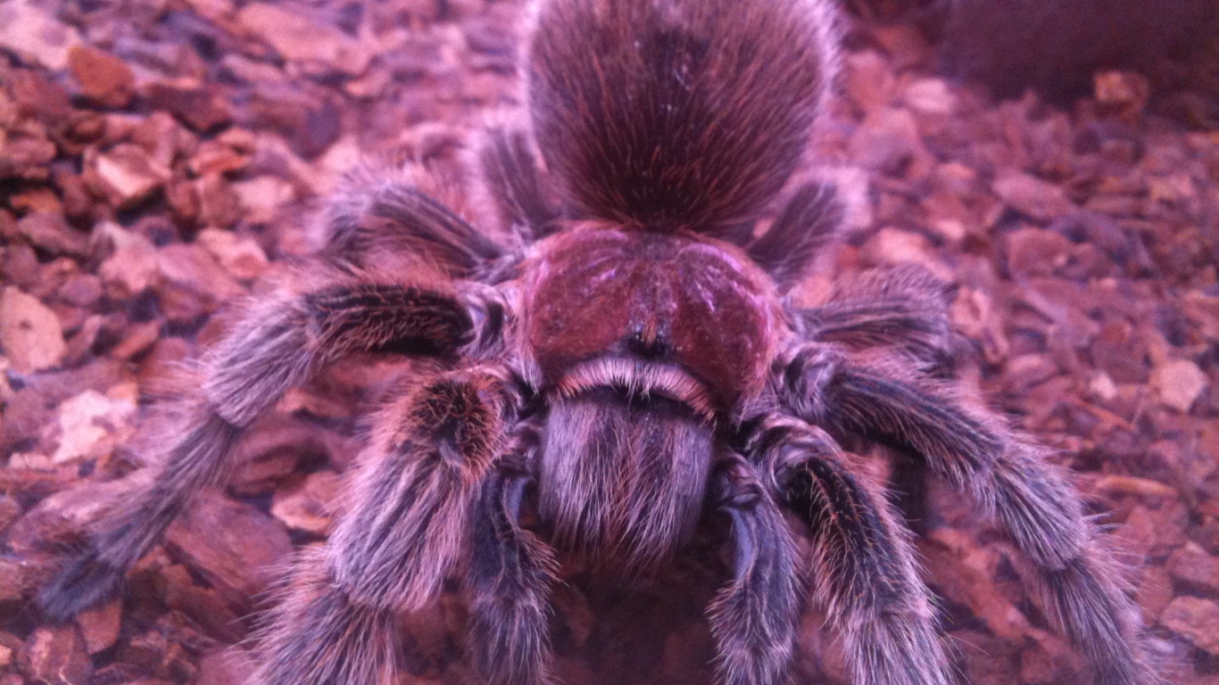 Паук тарантул