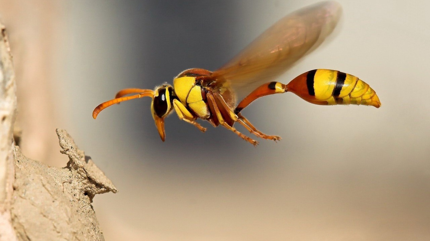 	   Wasp in flight