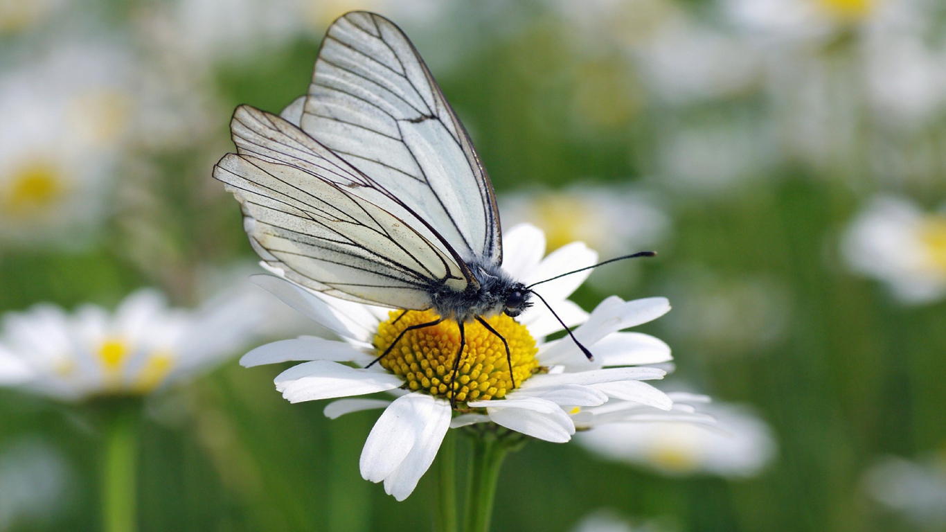 Белая бабочка на ромашке
