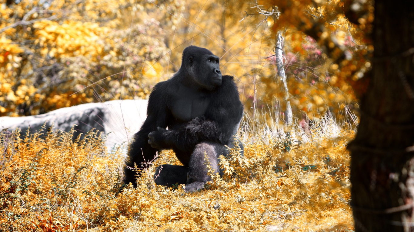 Горилла позирует фотографу