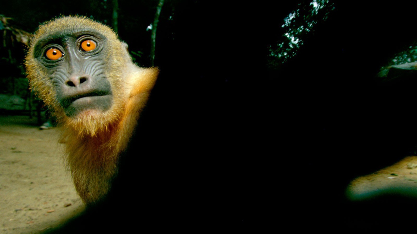 Обезьяна с желтыми глазами