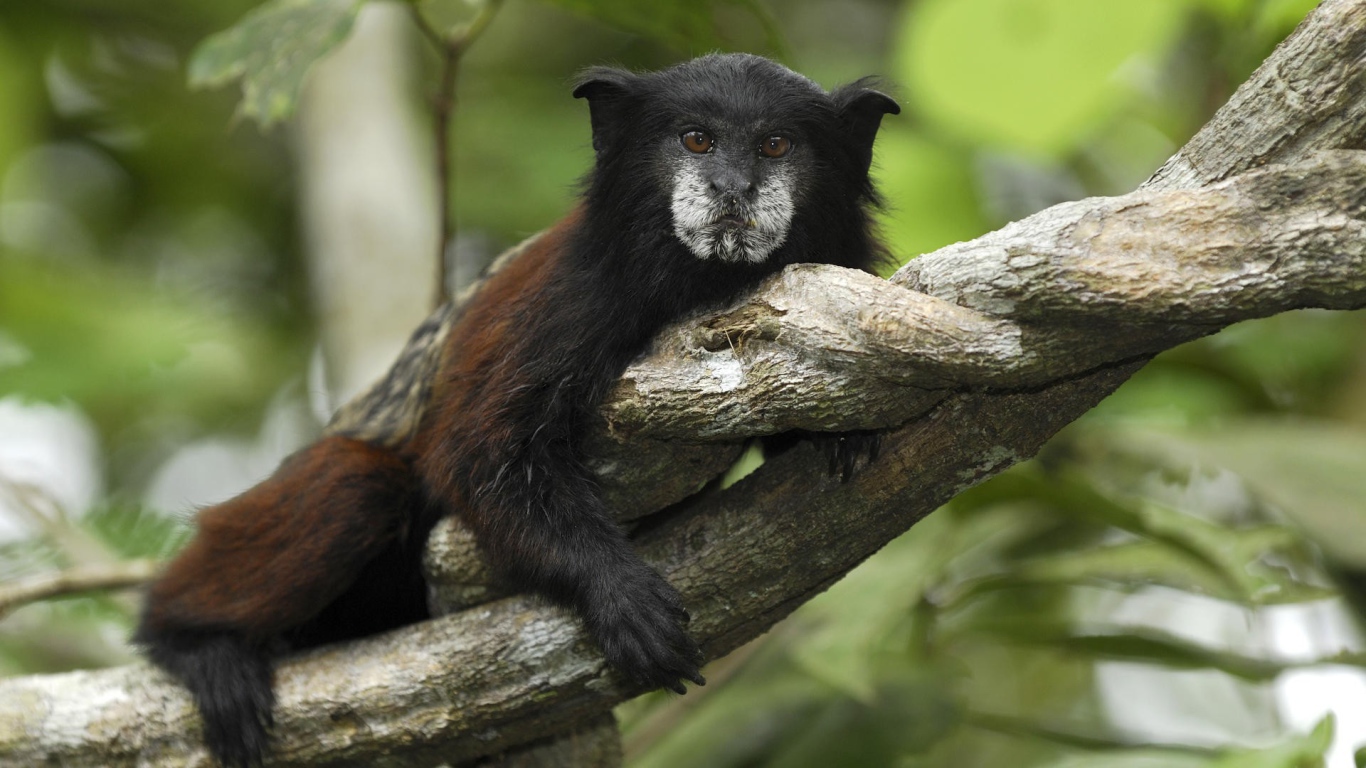 Тамарин в национальном парке Перу