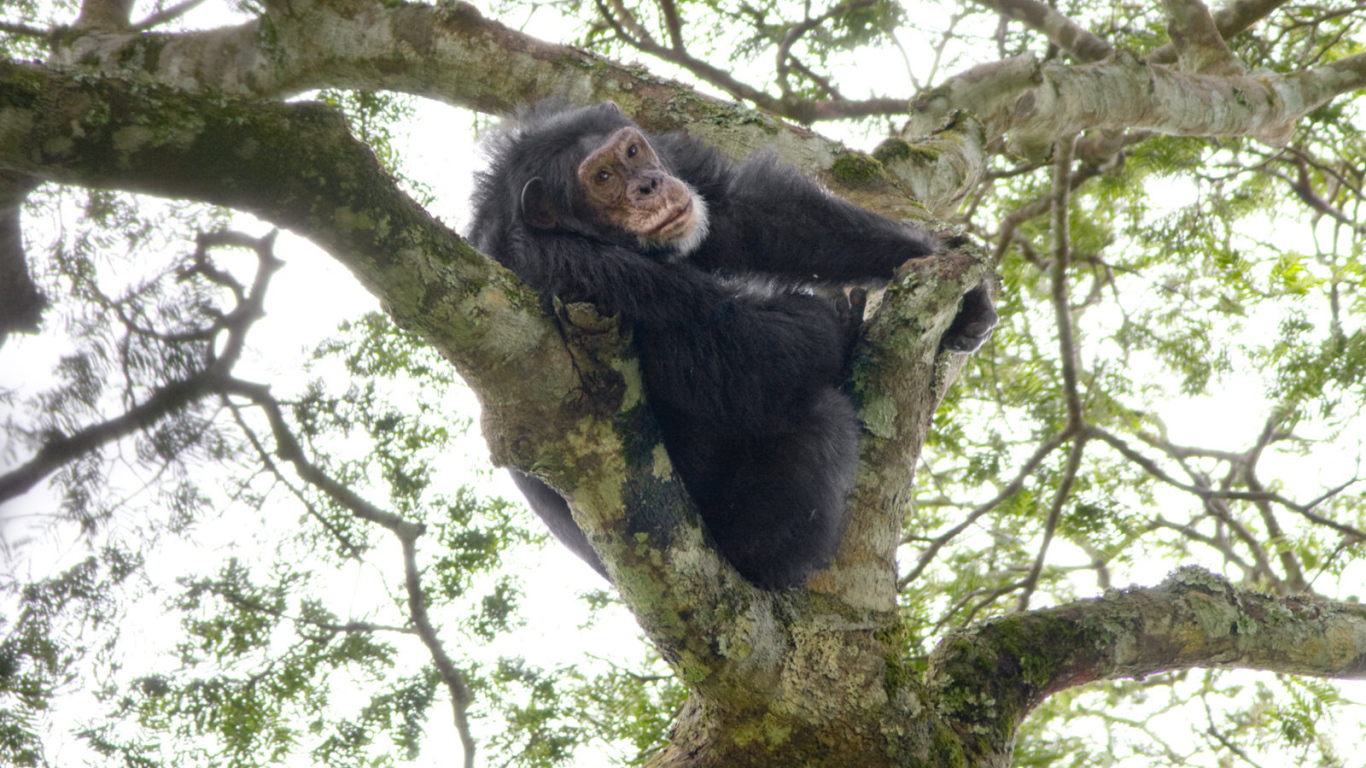 Шимпанзе на дереве