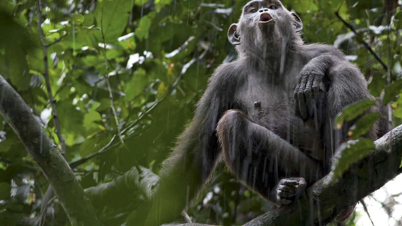 Обезьяна под дождем