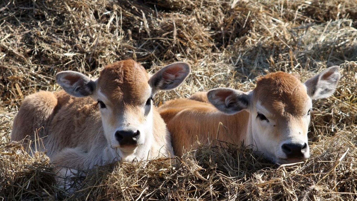 Телята лежат на сене