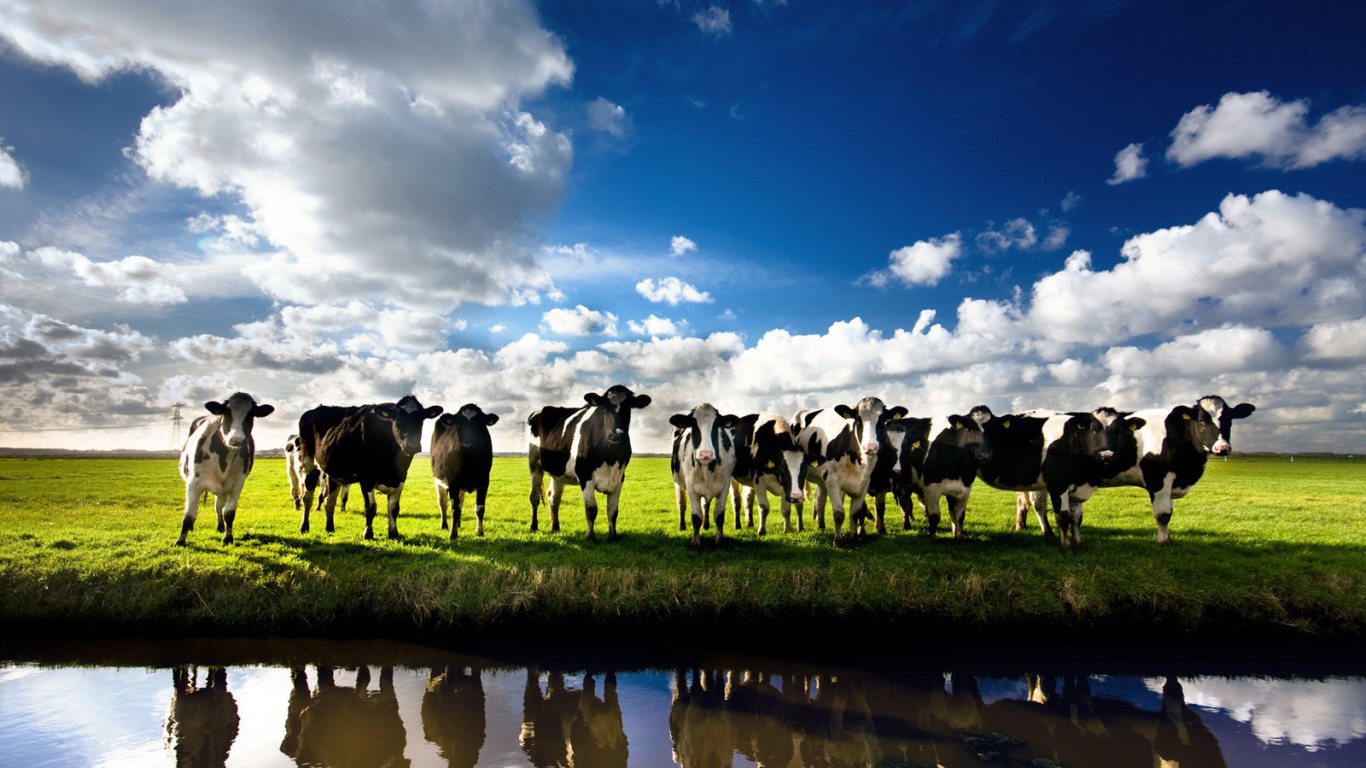 Коровы на берегу реки