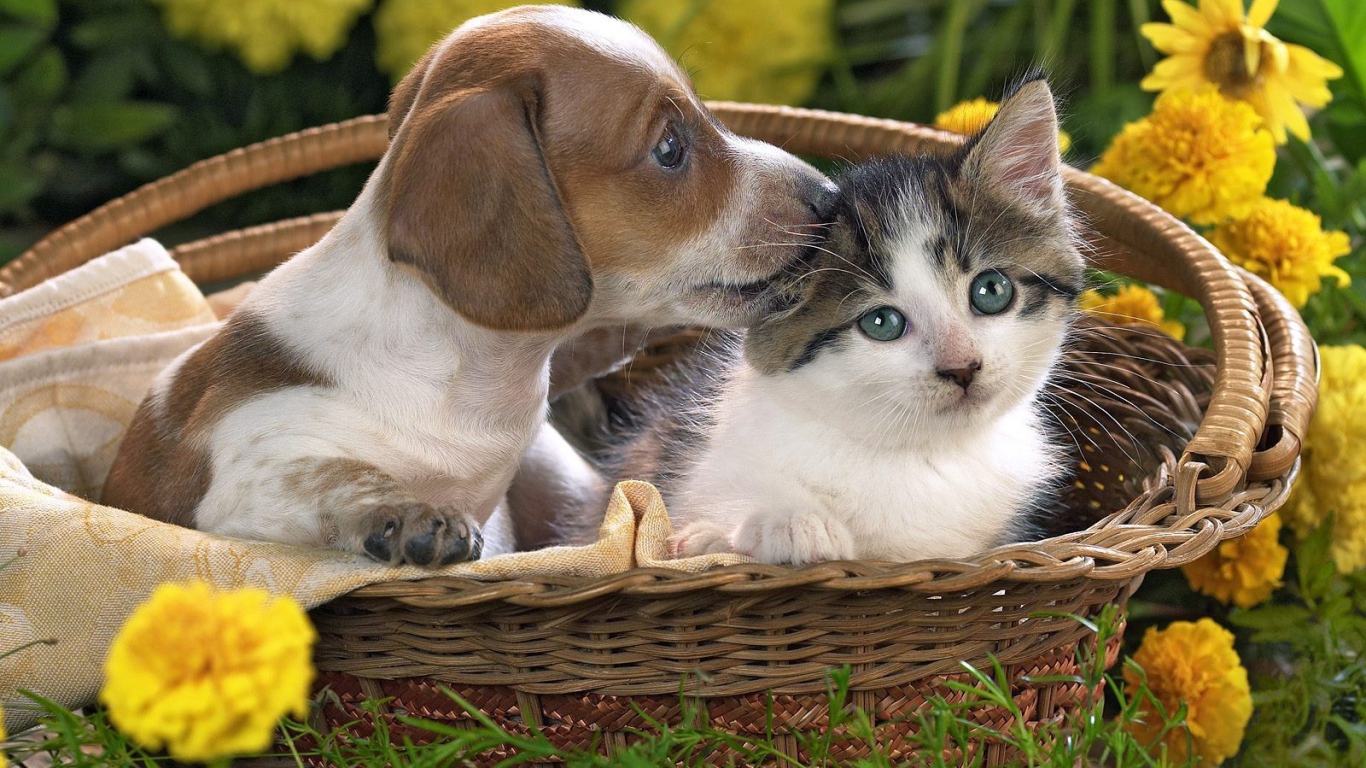 Щенок и котенок в одной корзине