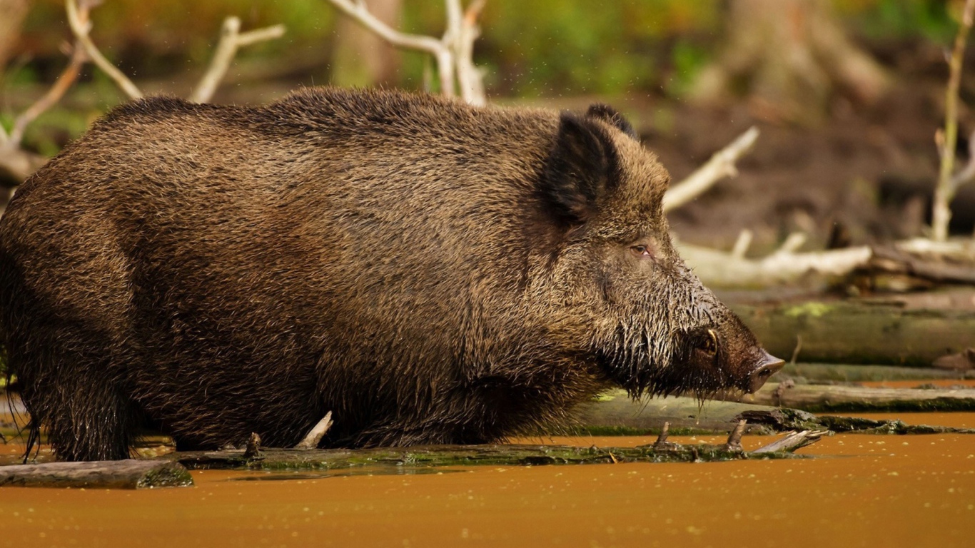 Кабан в болоте