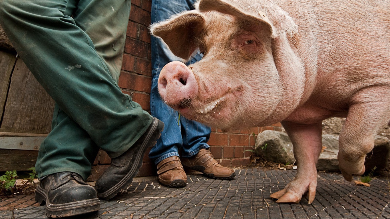 Свинья на улице города