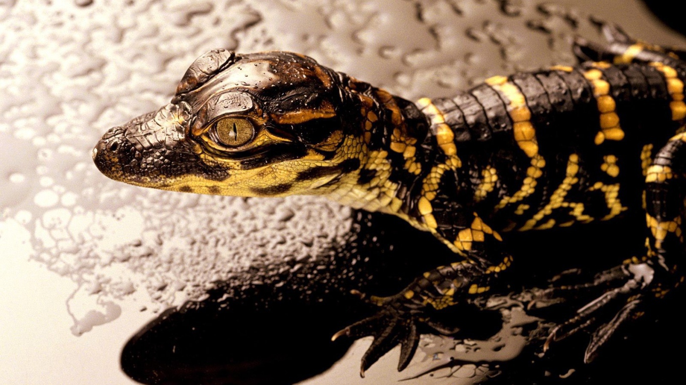 Коричневая ящерица