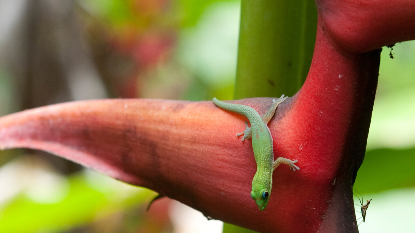 Зеленая ящерица