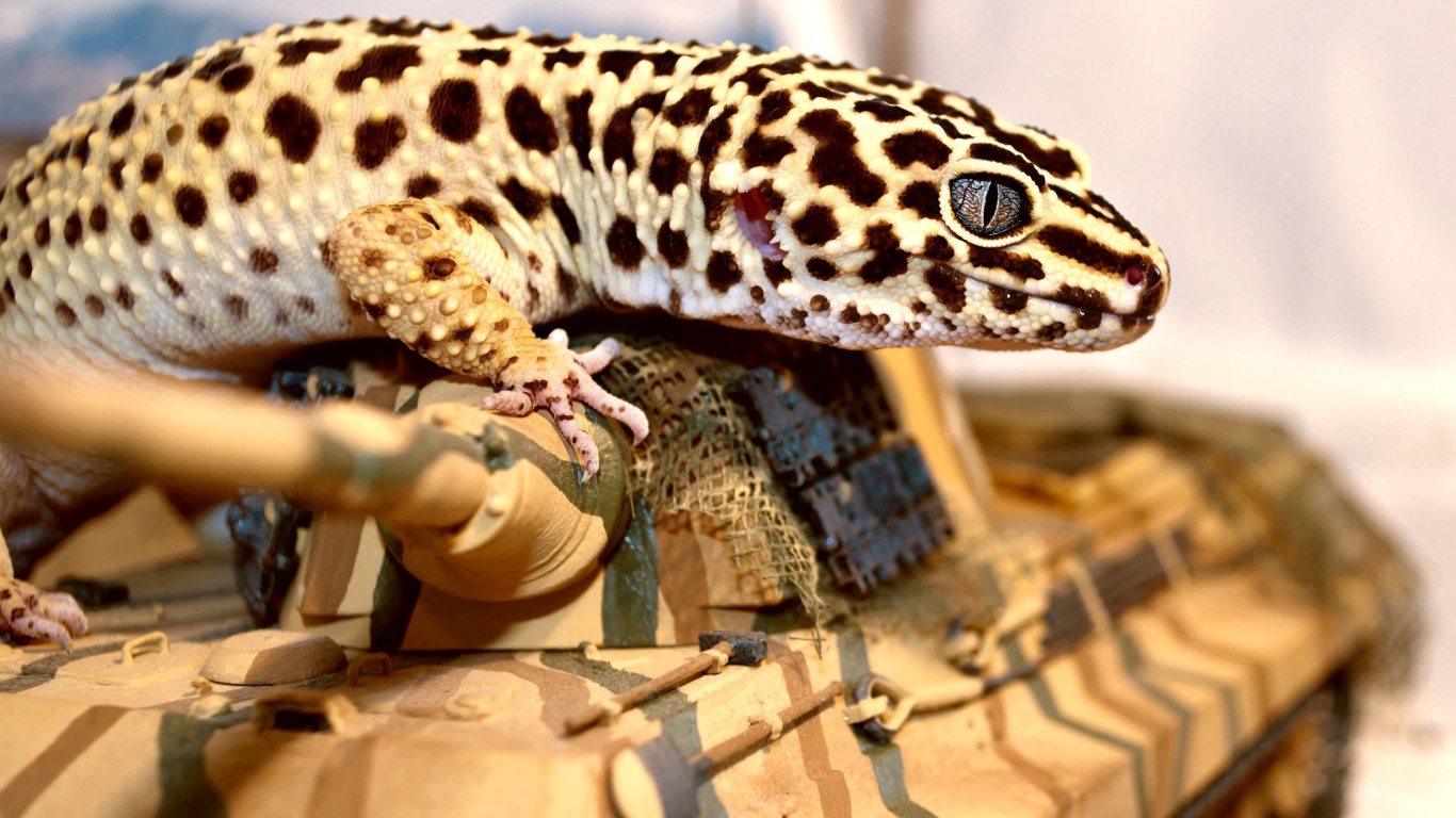 Пятнистая ящерица