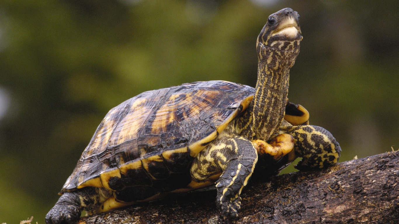 Черепаха с длинной шеей