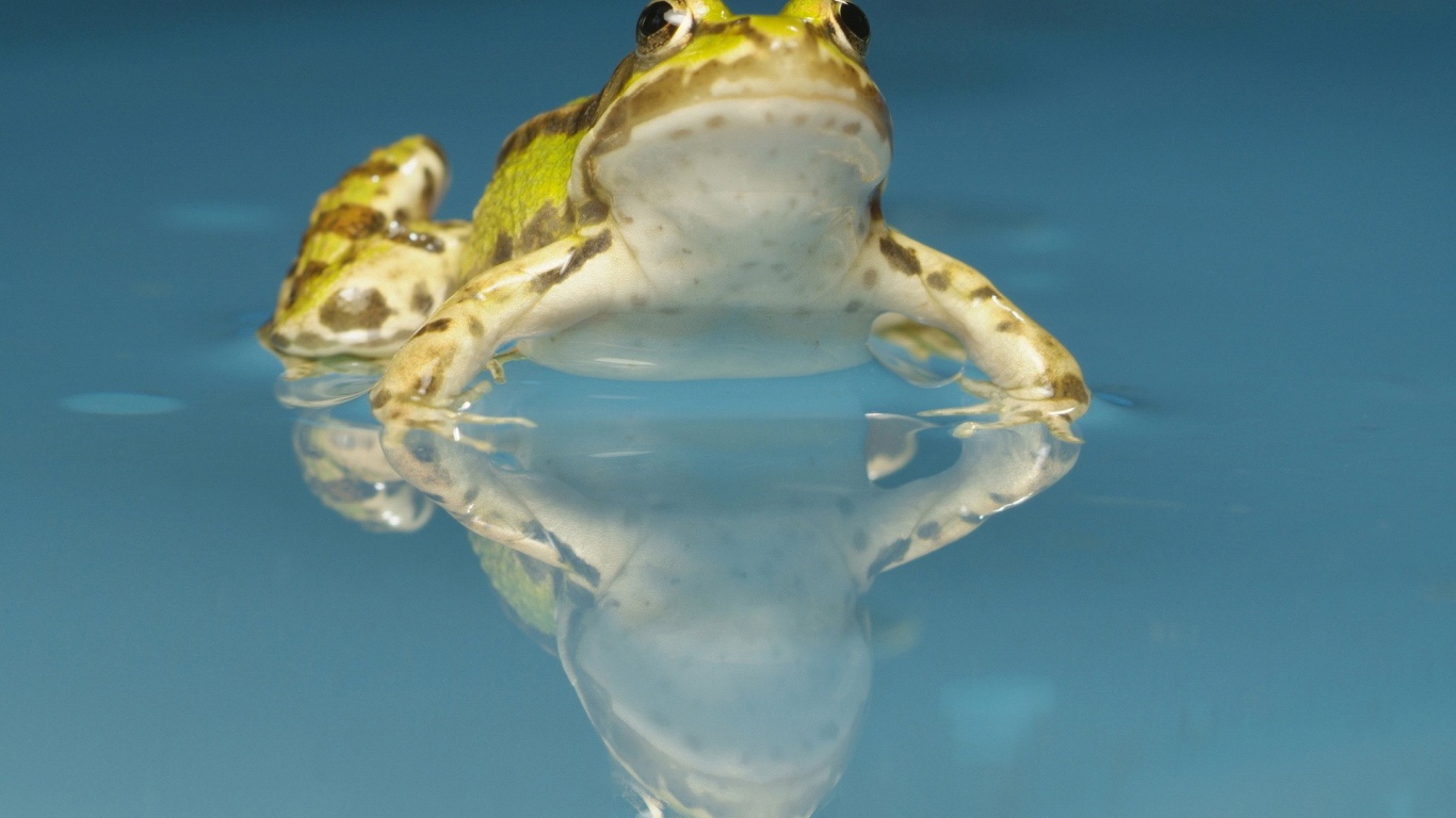 Желтая лягушка в воде