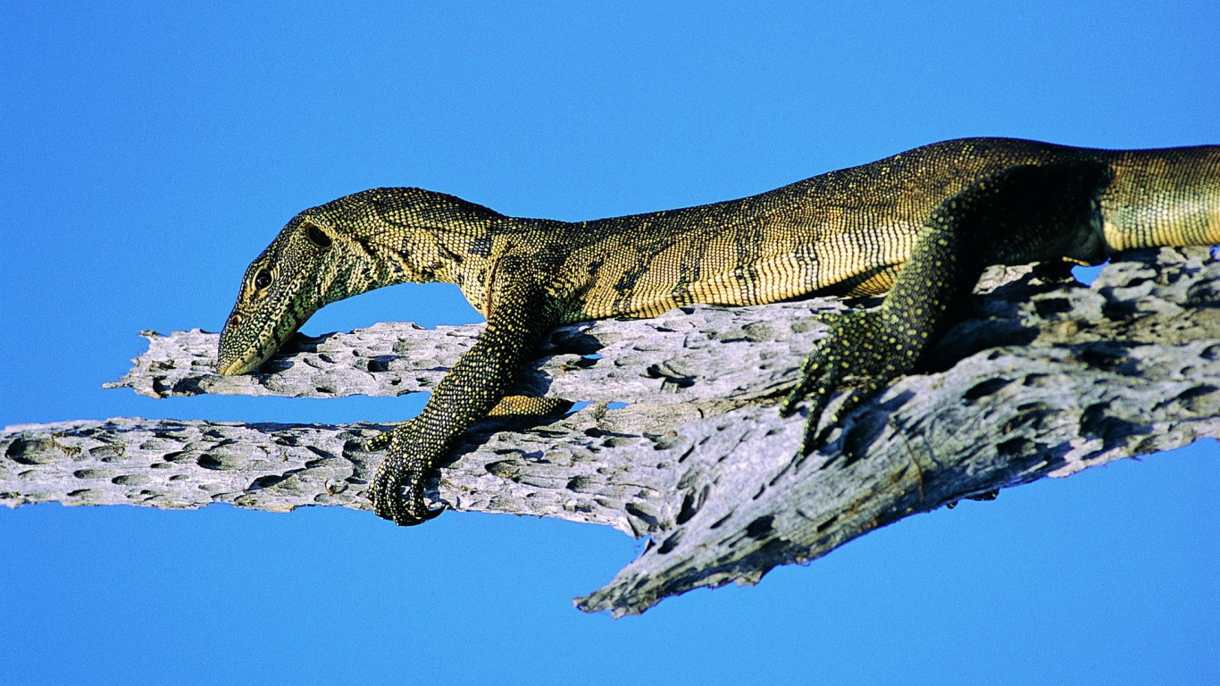 Ящерица на синем фоне