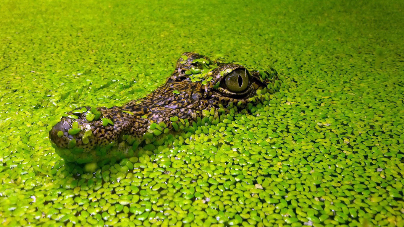 Голова крокодила