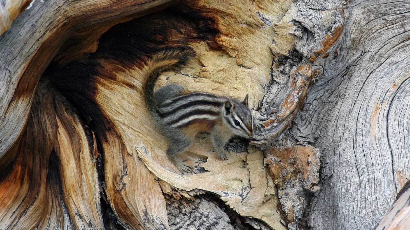 Бурундук на дереве