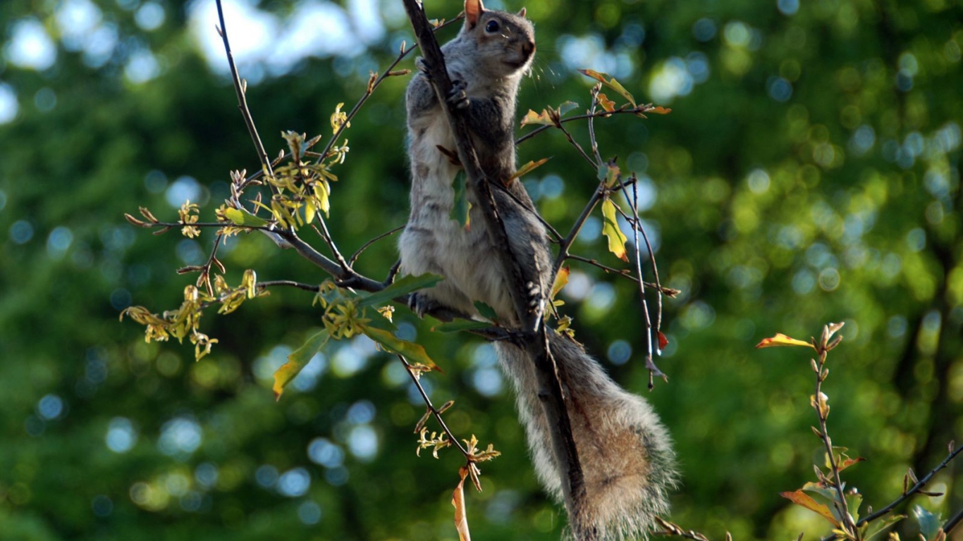 Белка на ветке дерева