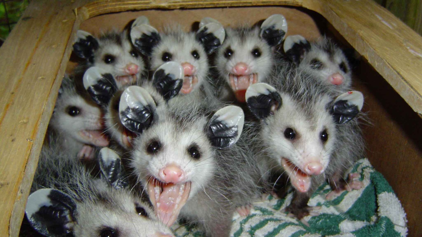 Опоссумы в ящике