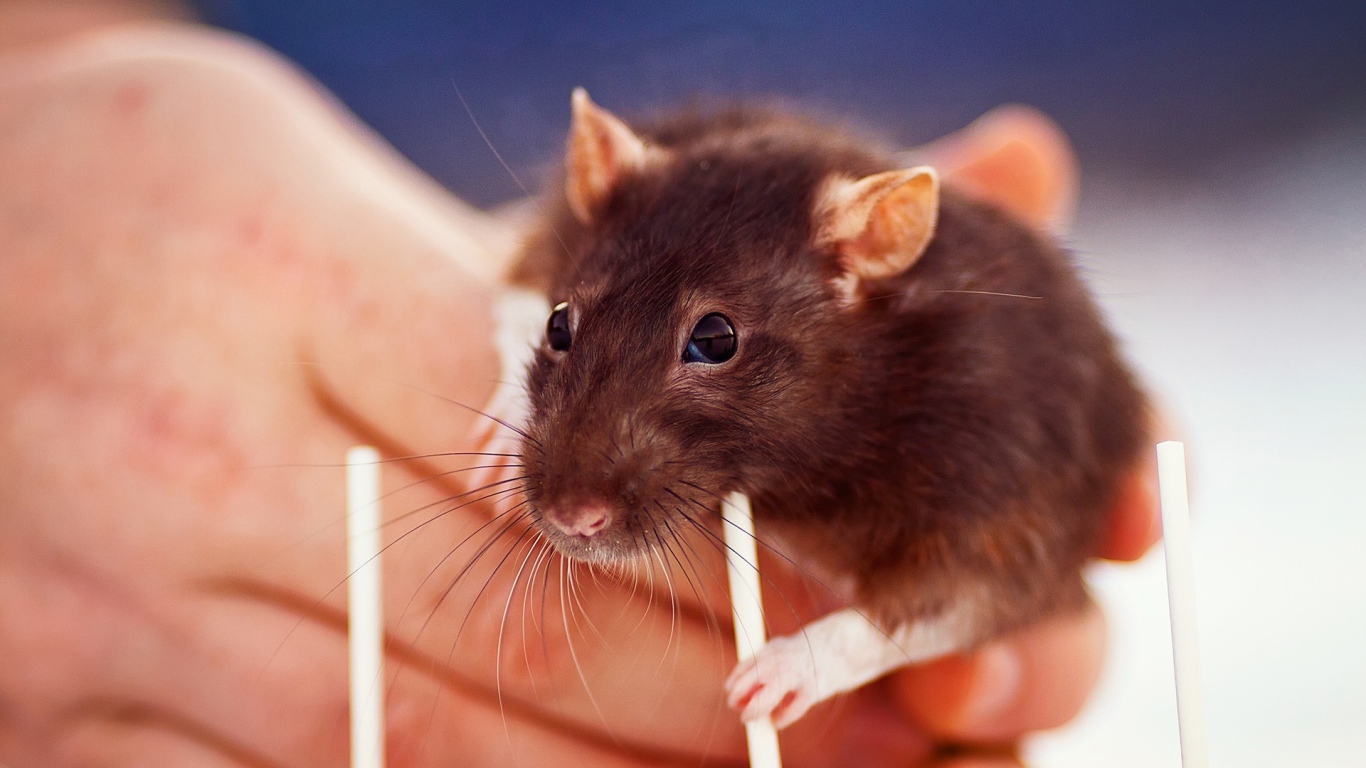 Крыса с трубочкой
