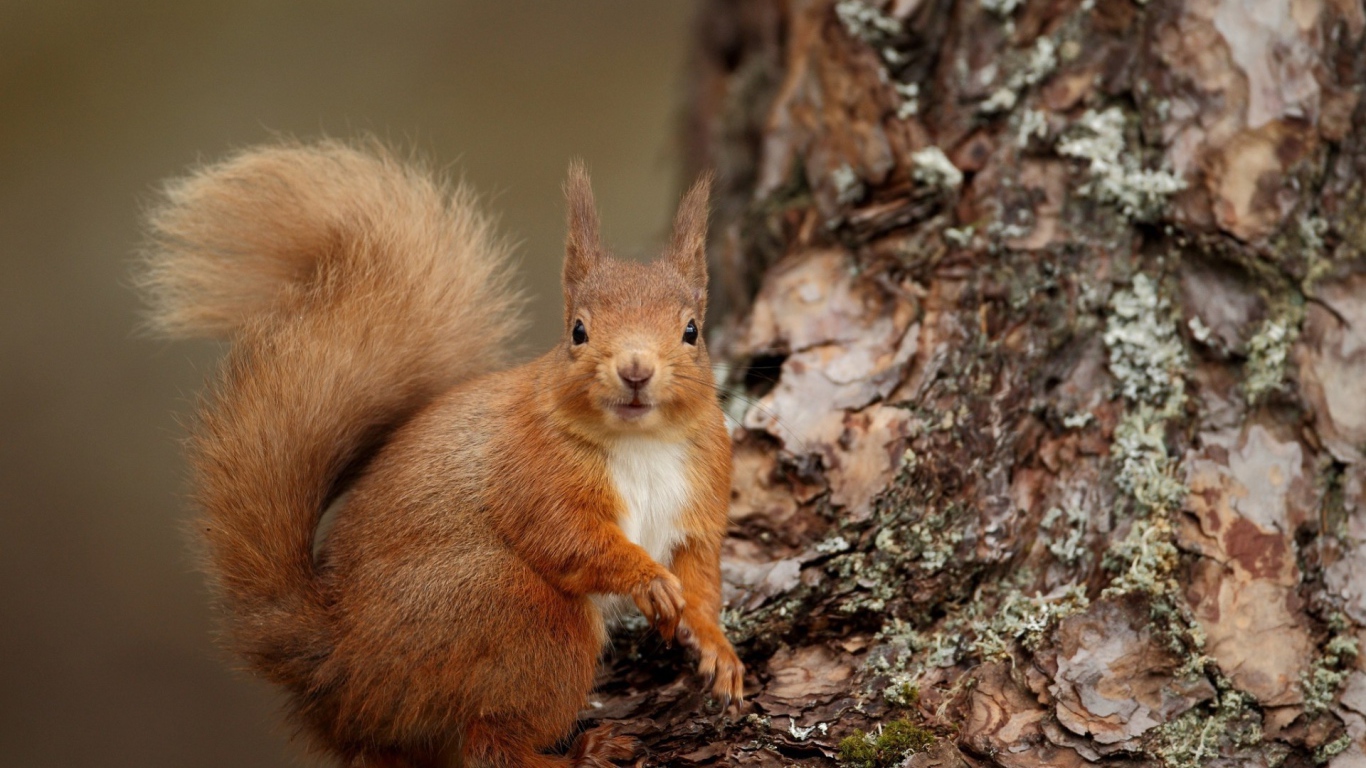 Рыжая белка