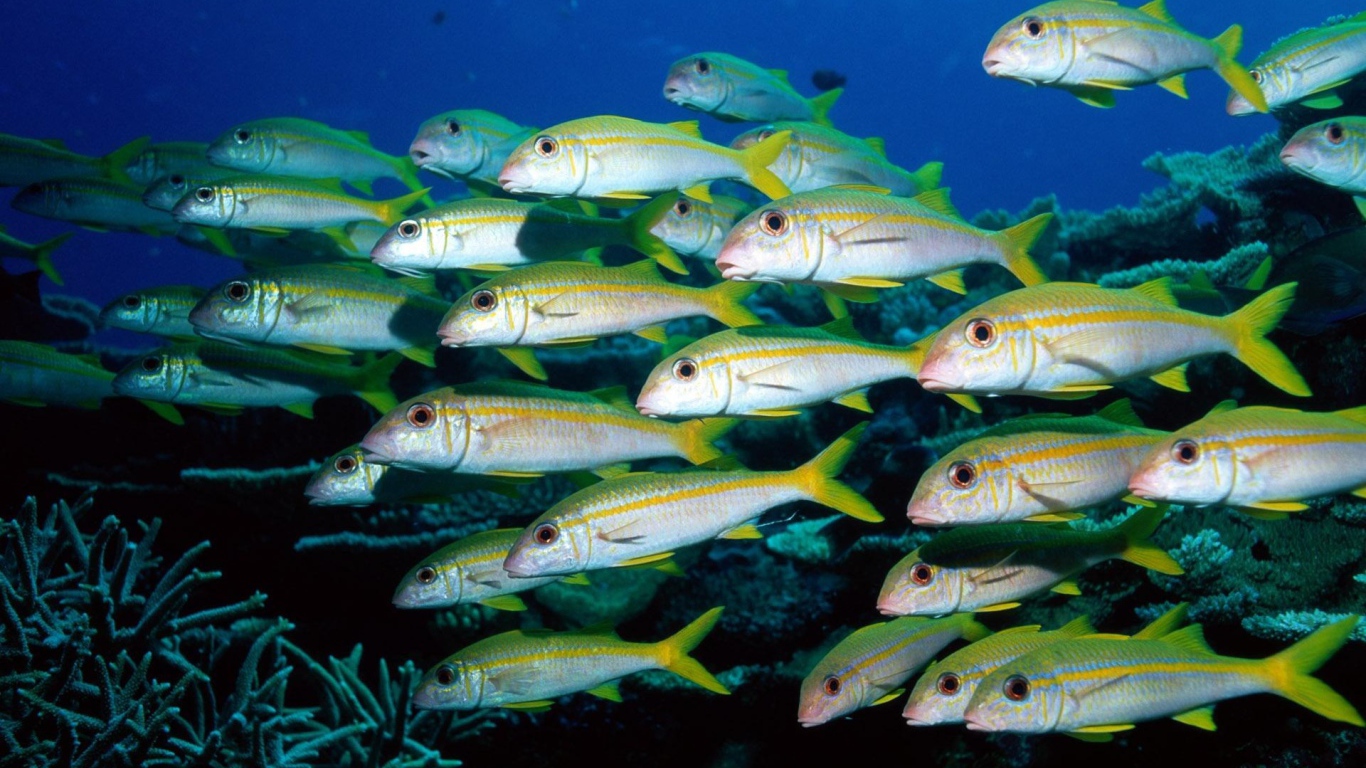 Стая морских рыб