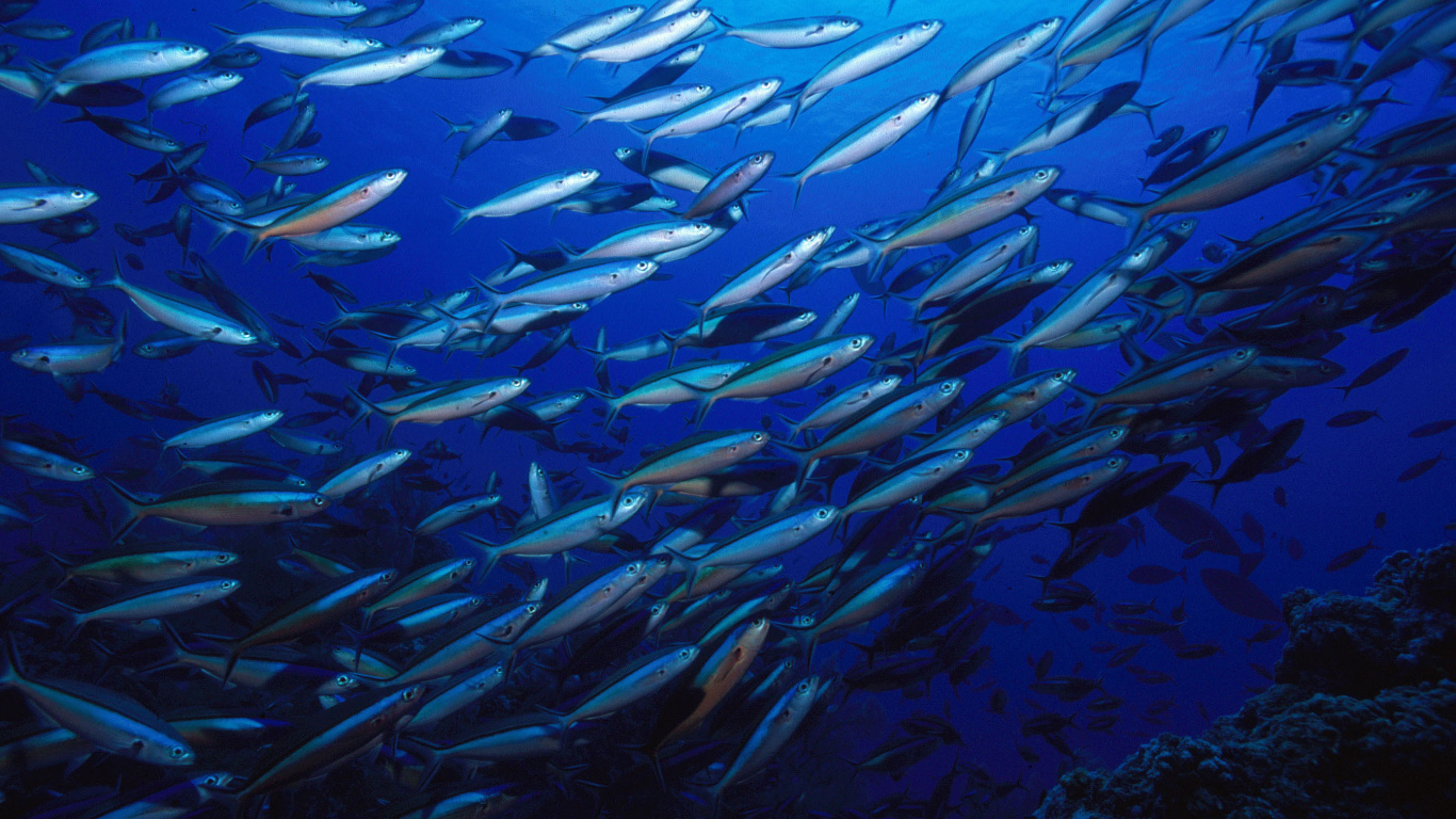 Стая серебристых рыб