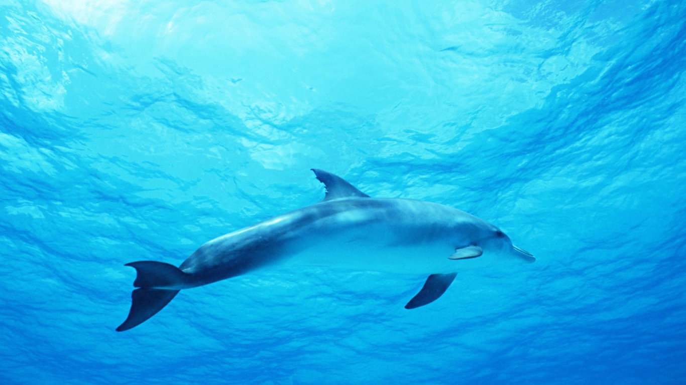 Дельфин в голубом море