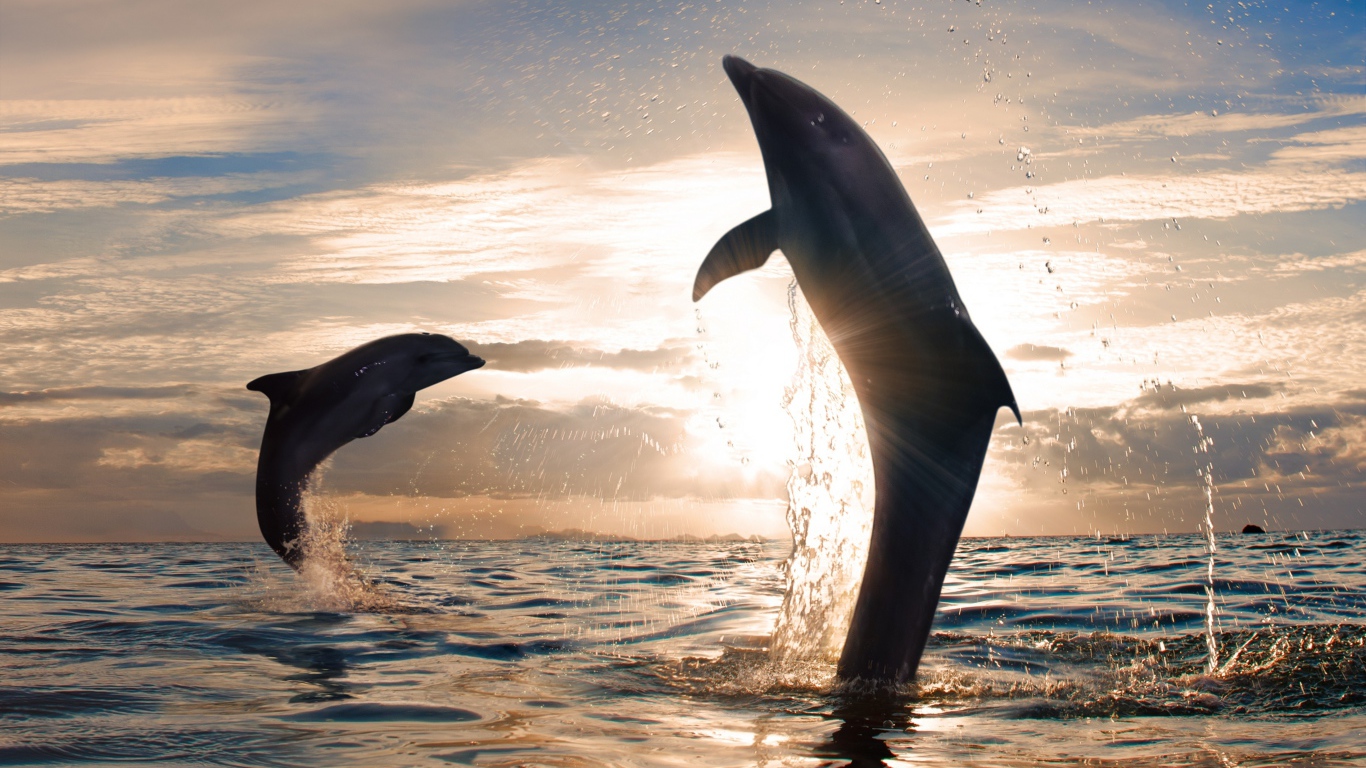 Дельфины играют в море