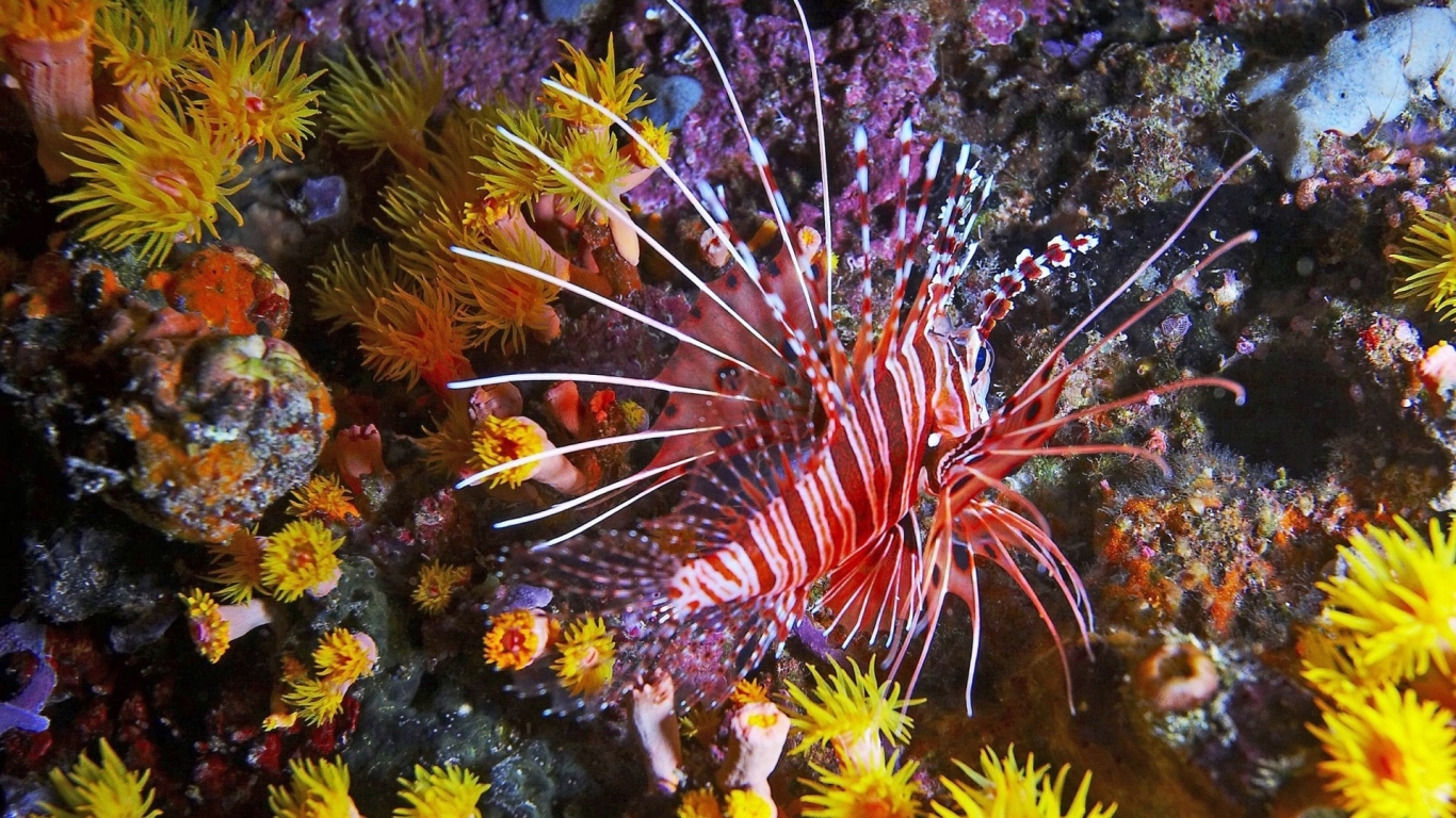 Фантастическая тропическая рыба