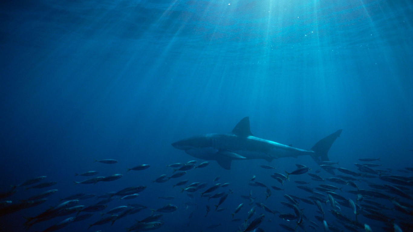 Большая белая акула в Австралии