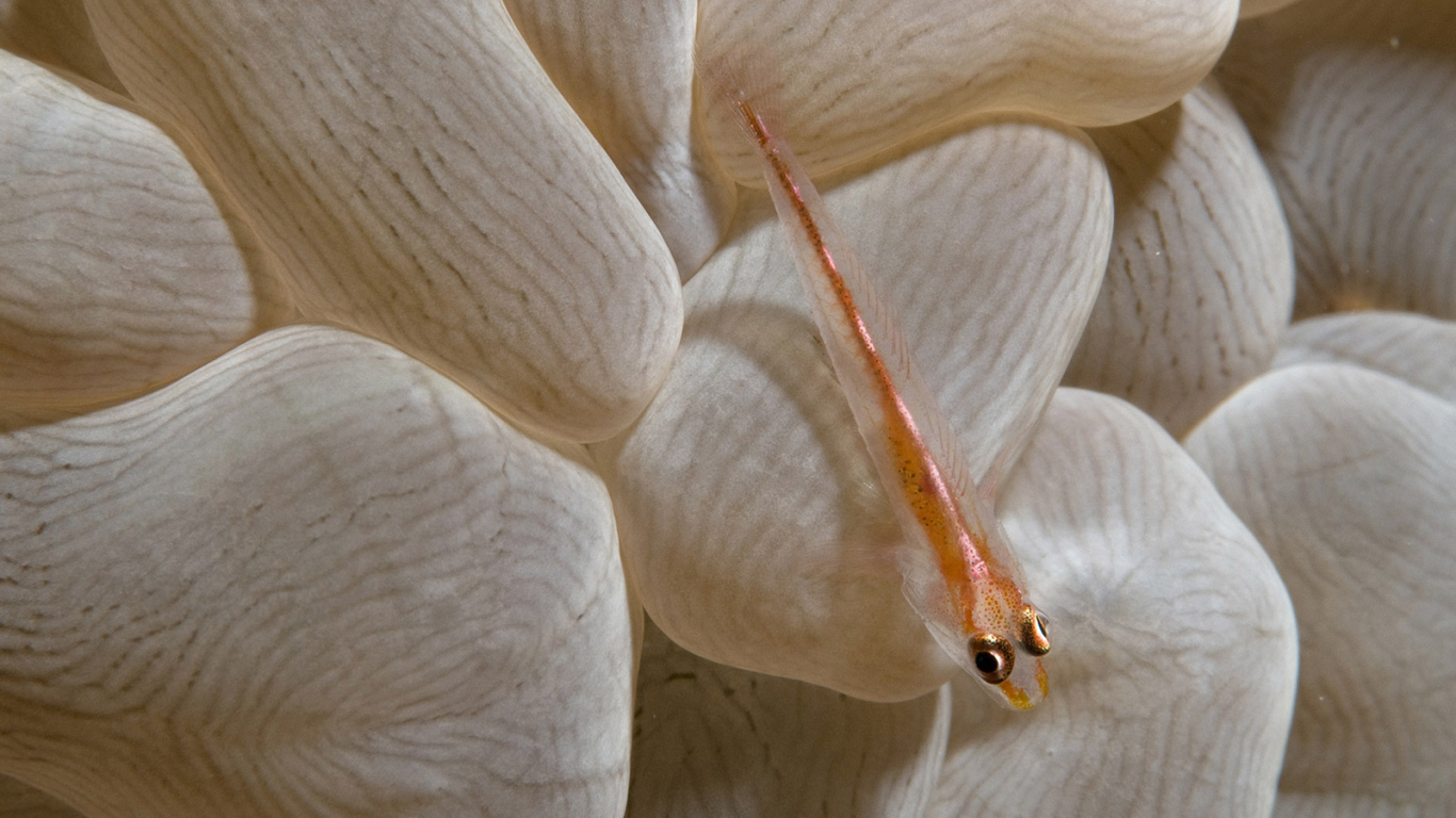 Маленькая рыба