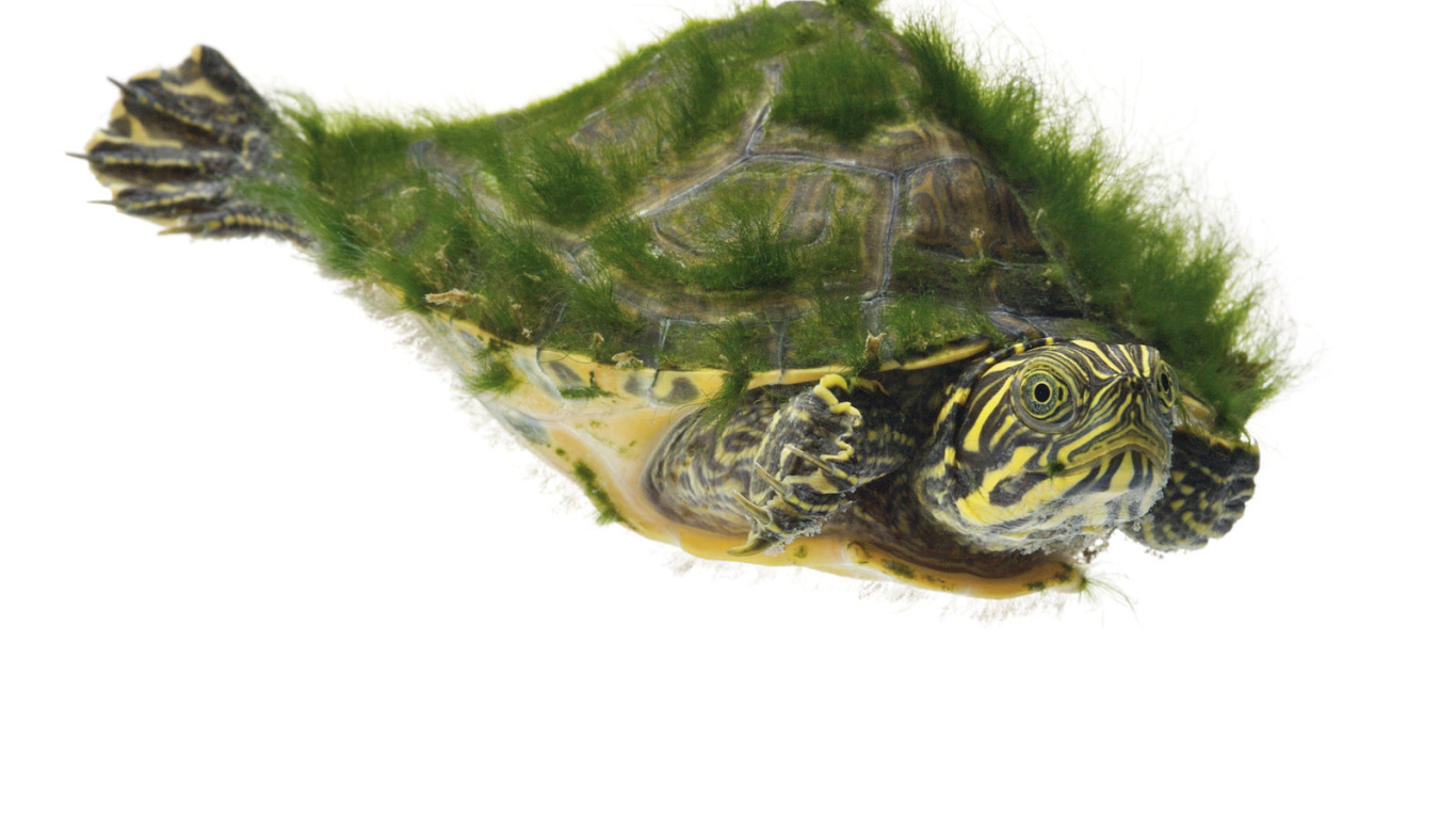 Морская черепаха покрытая мохом