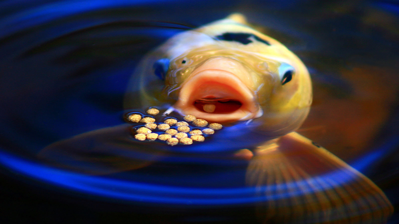 Рыба ест корм