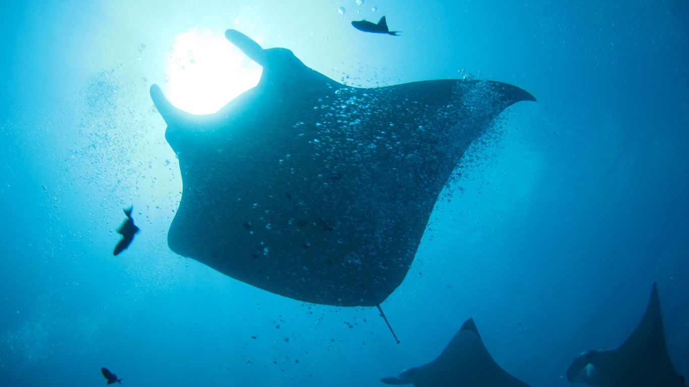 Стая морских скатов