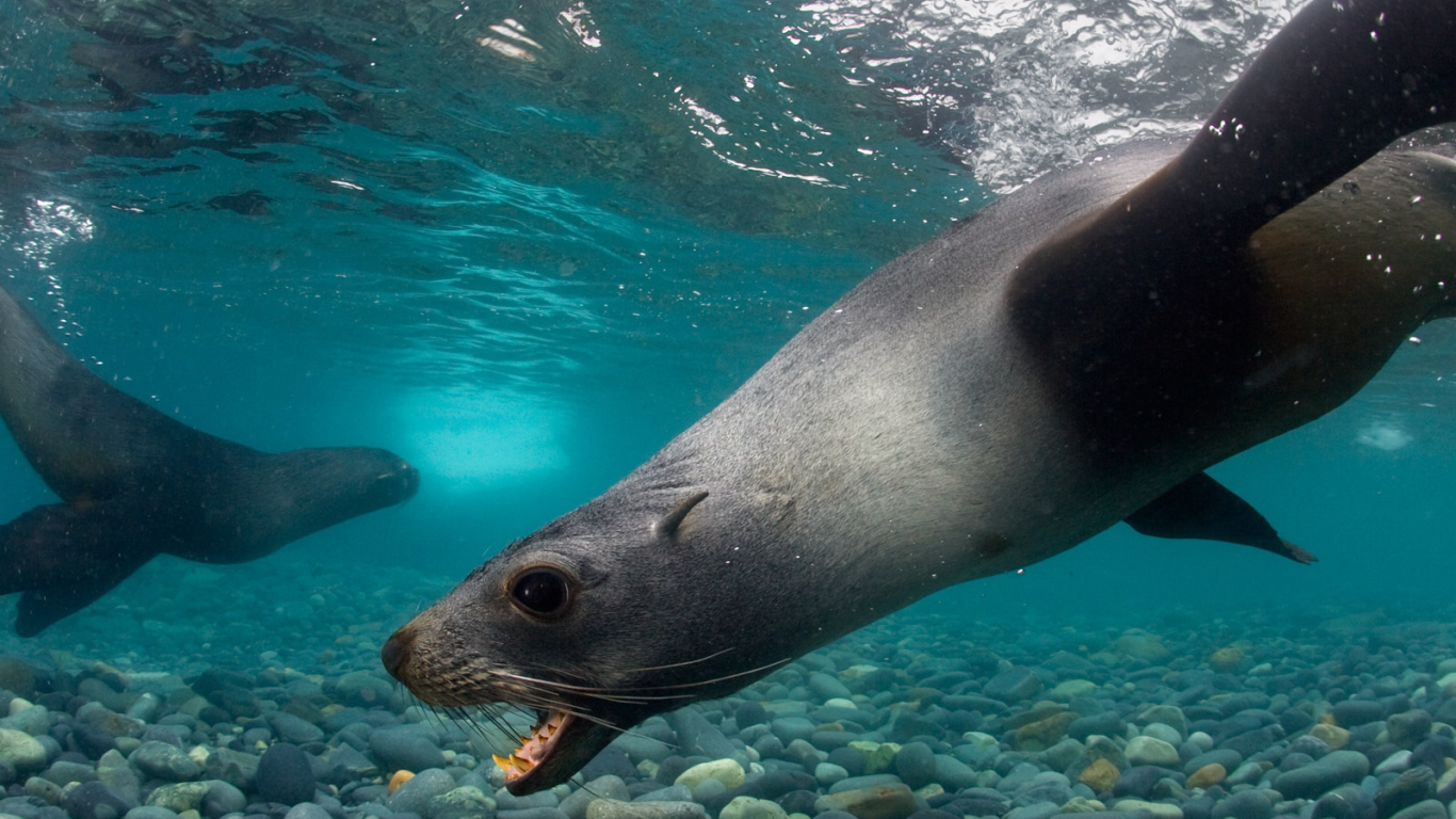 Тюлени под водой
